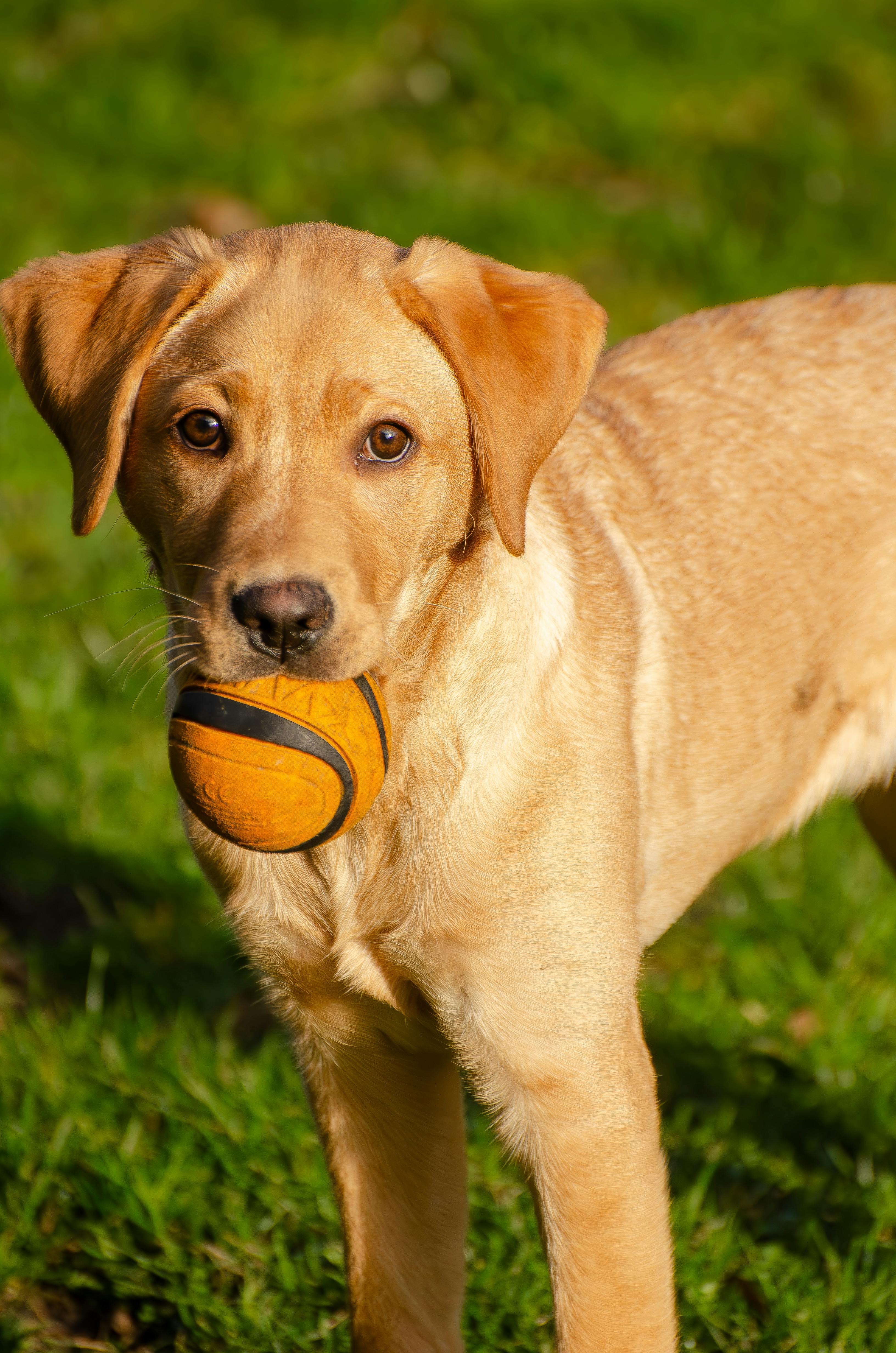 A dog with a ball in its mouth