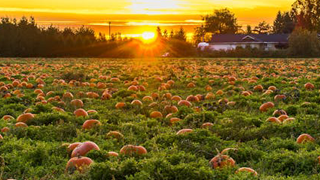 A photo of a large garden on a farm.
