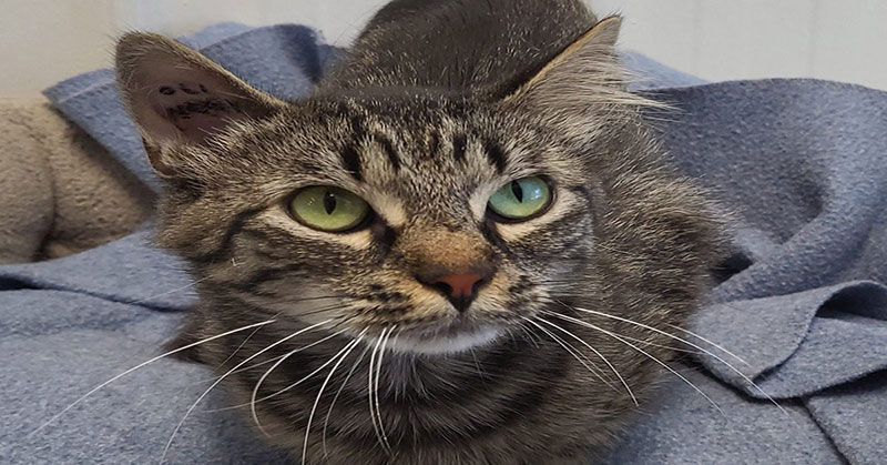 A grey cat with green eyes