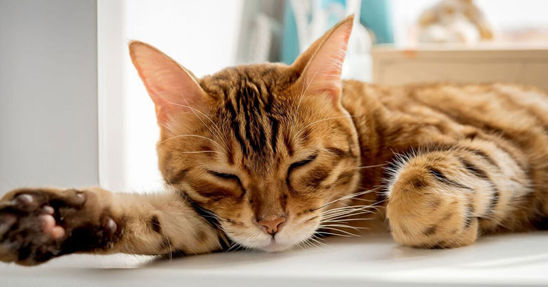 An orange cat taking a nap.