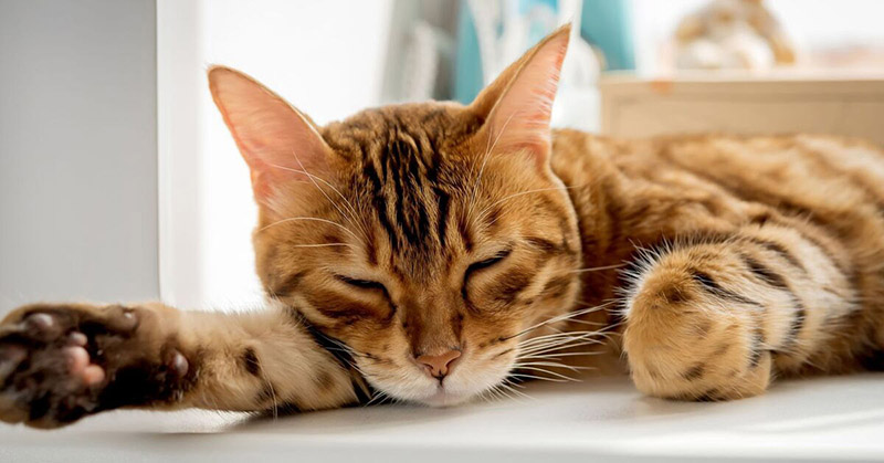 An orange cat sleeping