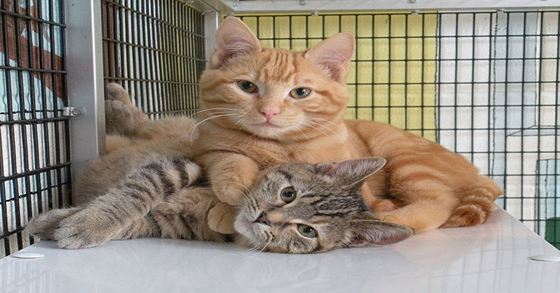 A striped grey cat and orange cat cuddling together.