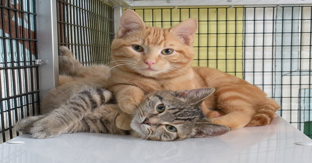 An orange cat and grey cat laying together