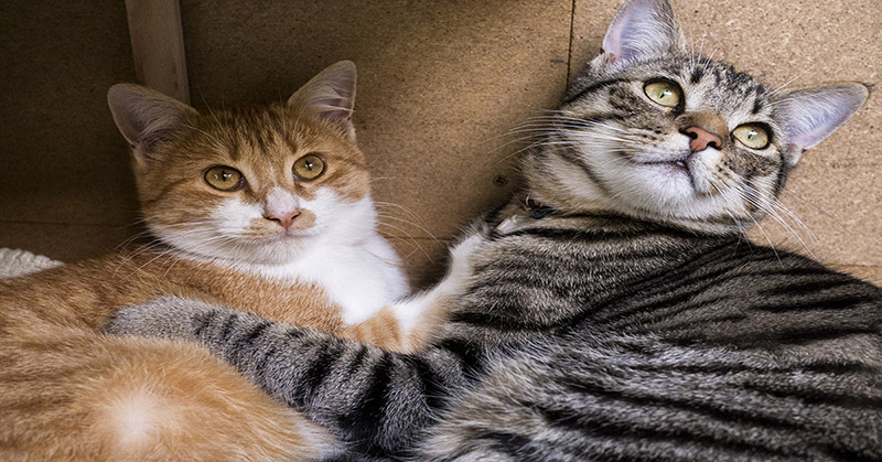 An orange cat and striped grey cat cuddling together.