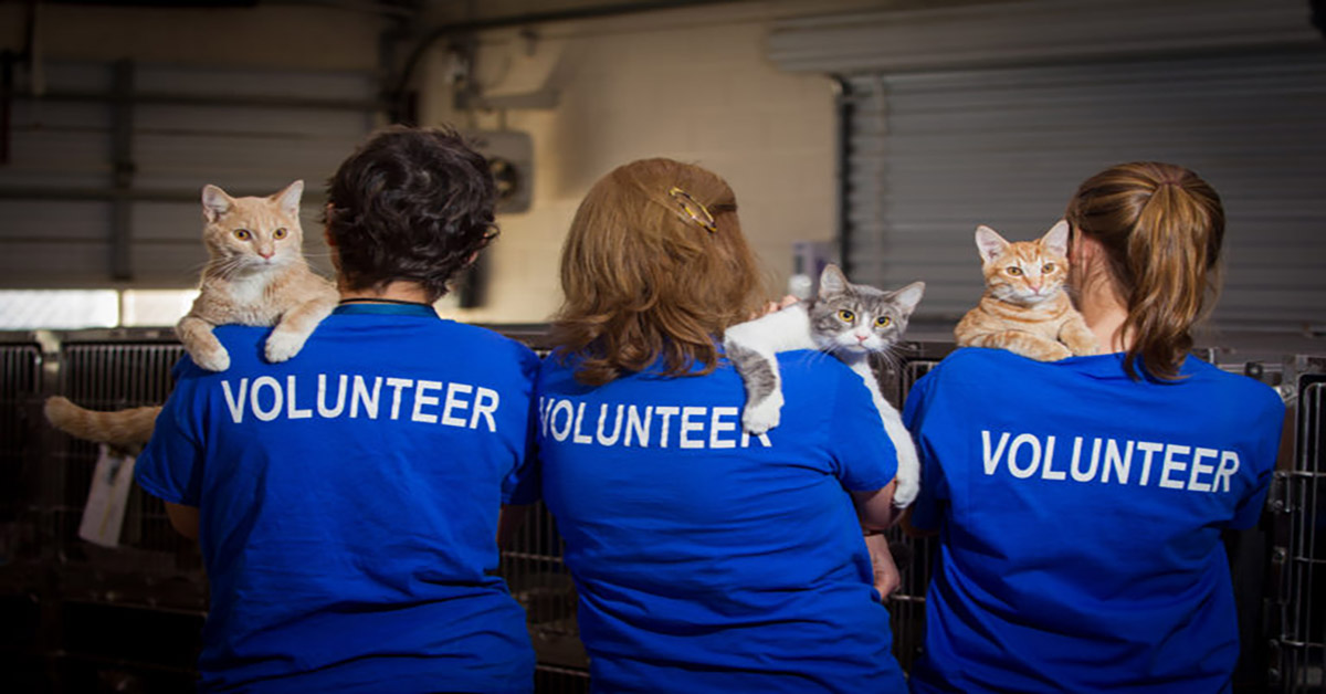 A team of volunteers with some rescue cats.