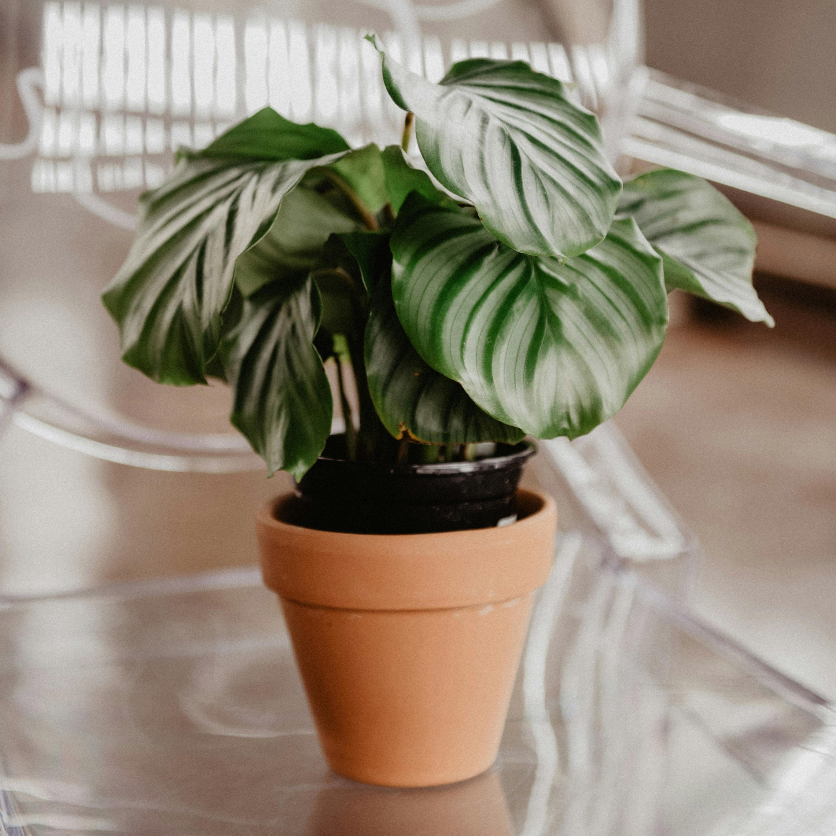 A plant in a terracotta pot