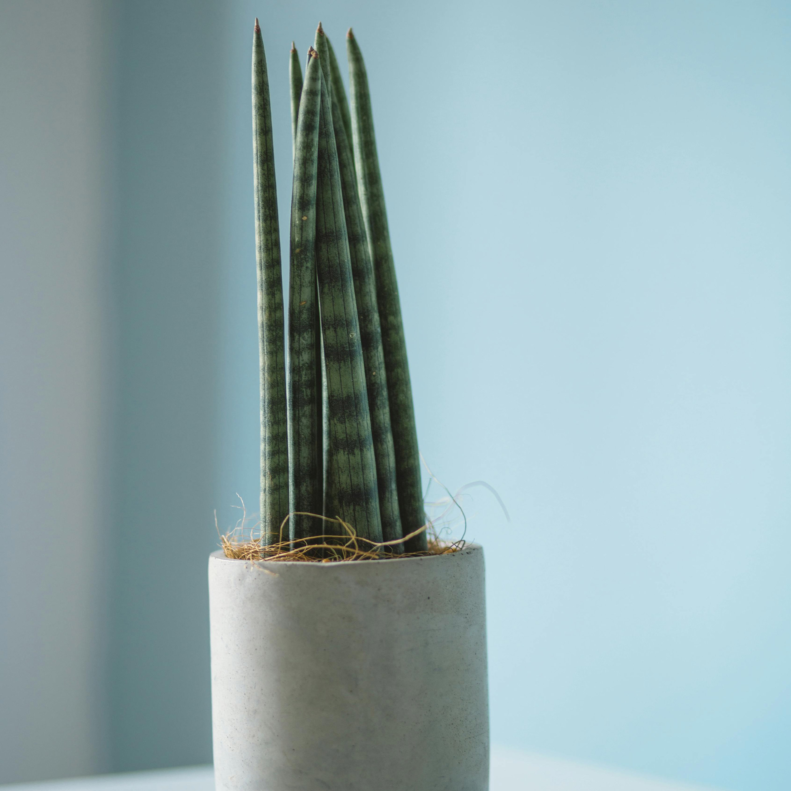 A snake plant in a white pot