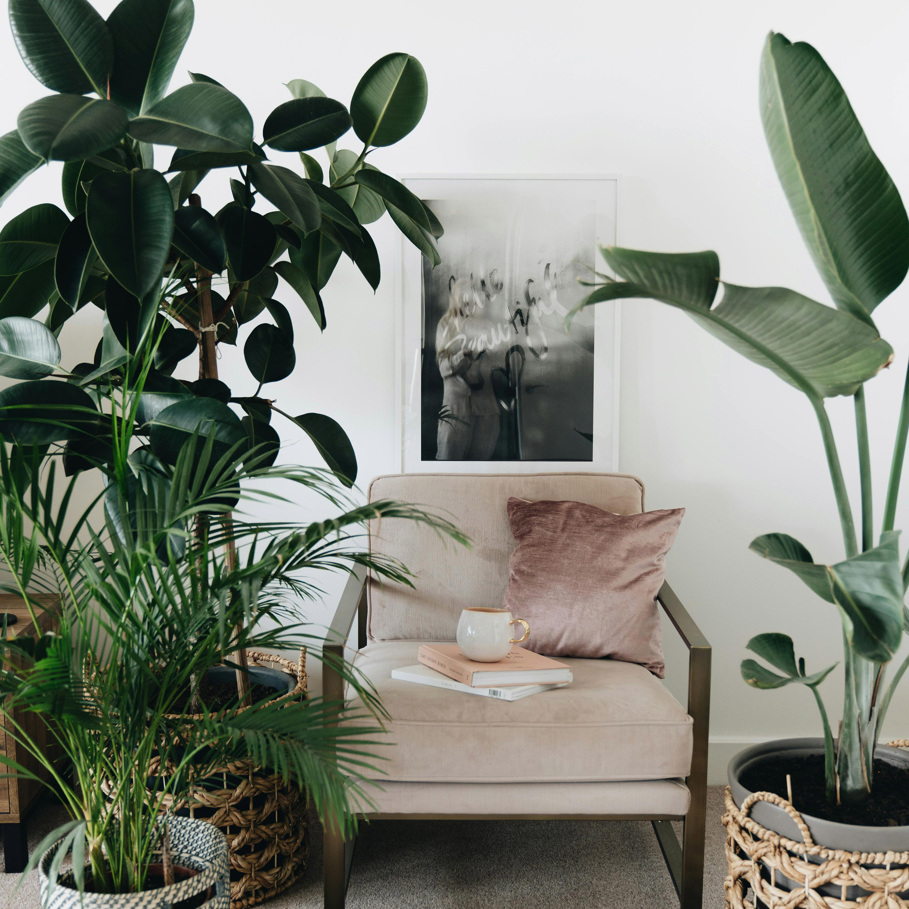 A few plants around a comfy chair