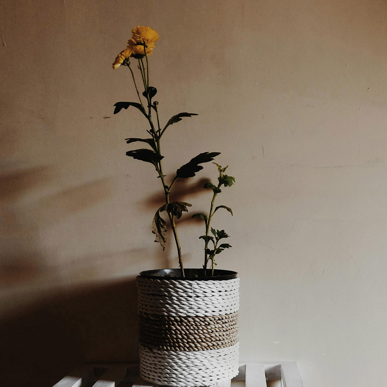 A flower in a tan and white pot
