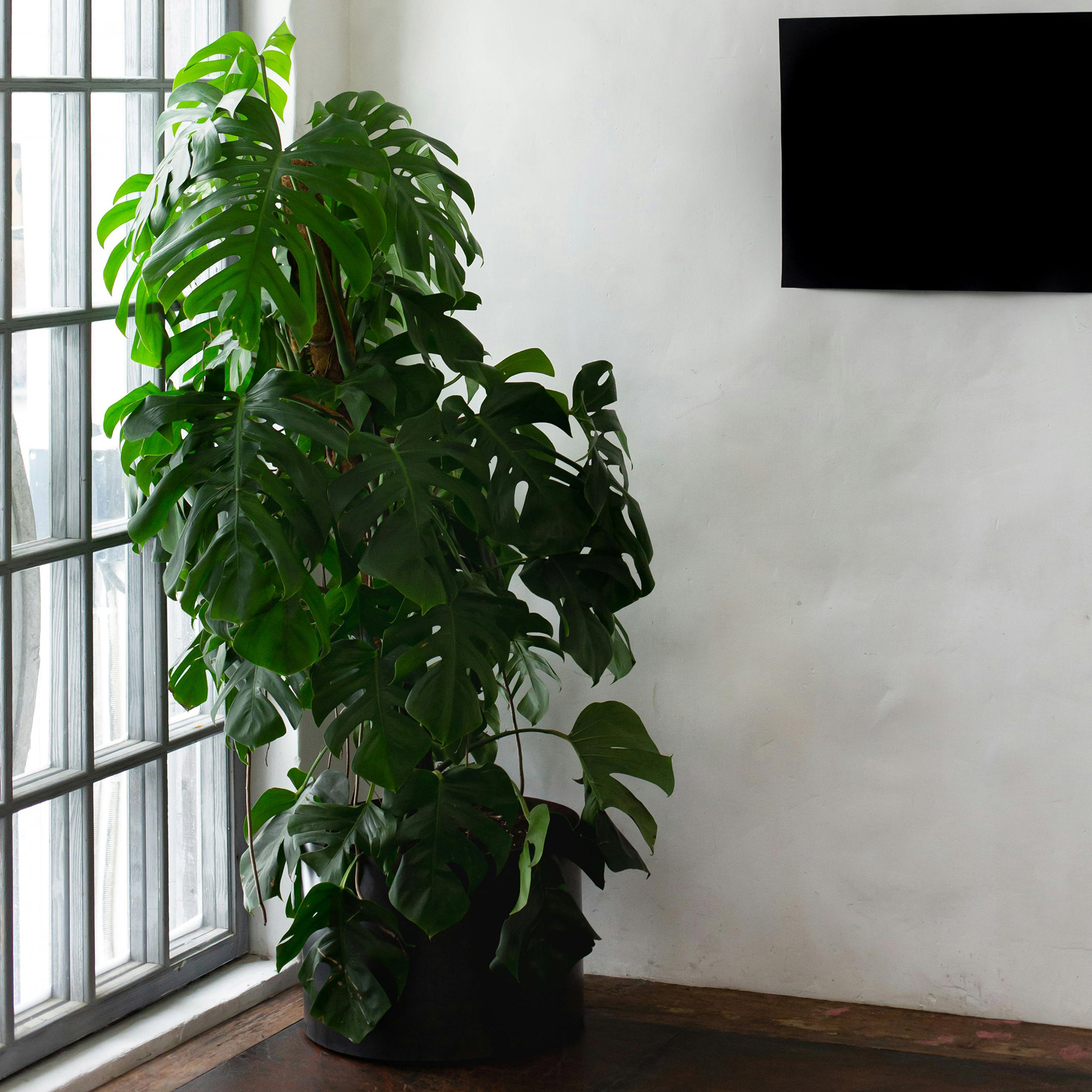 A large Monstera plant