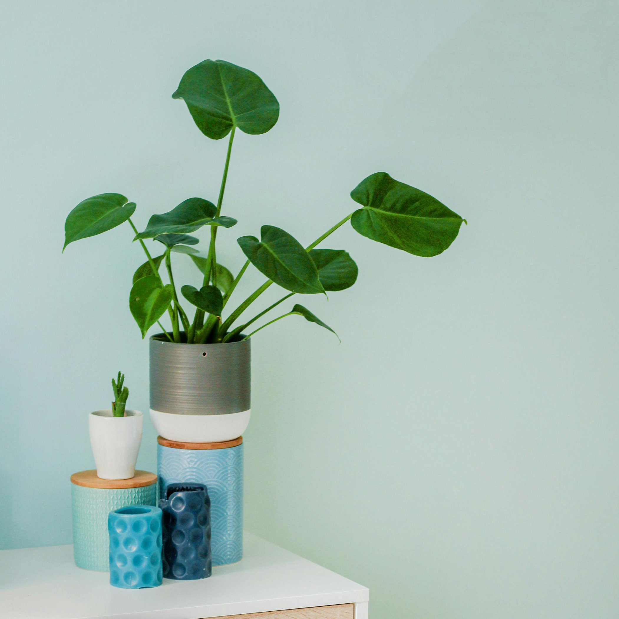 A small house plant by candles