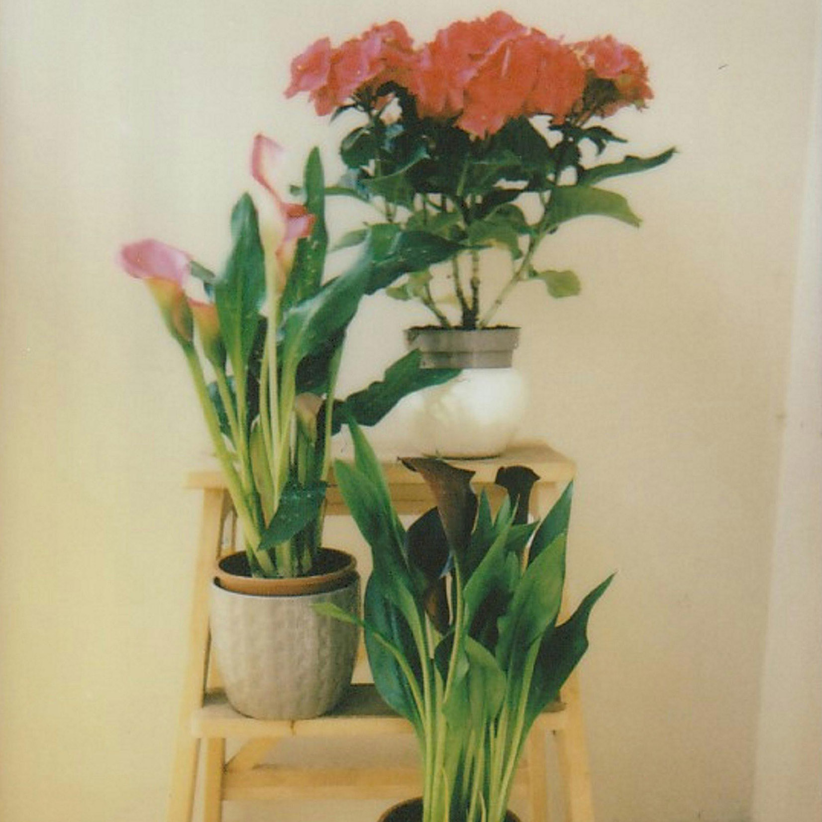 Three plants and flowers on a stand