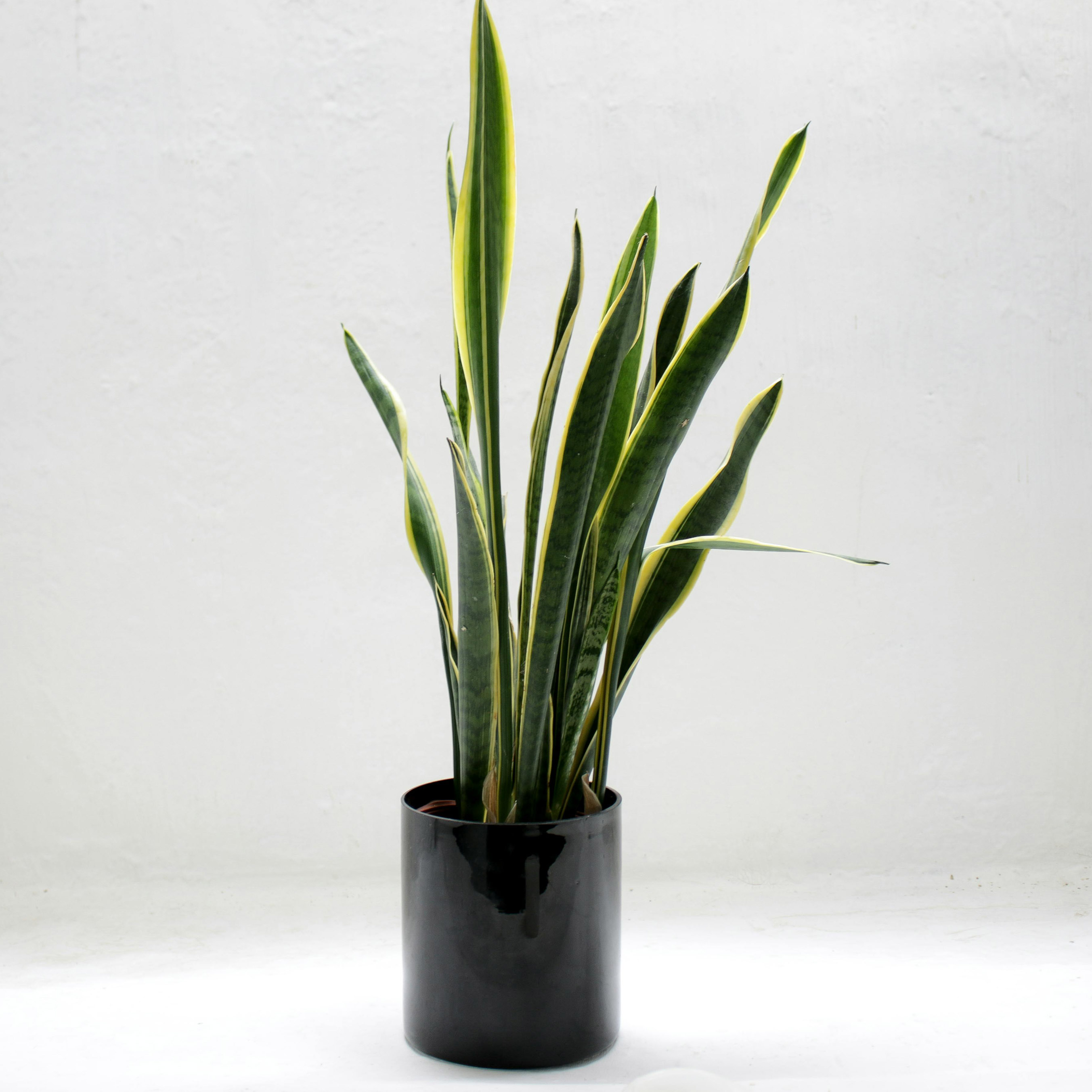 A spider plant in a black pot