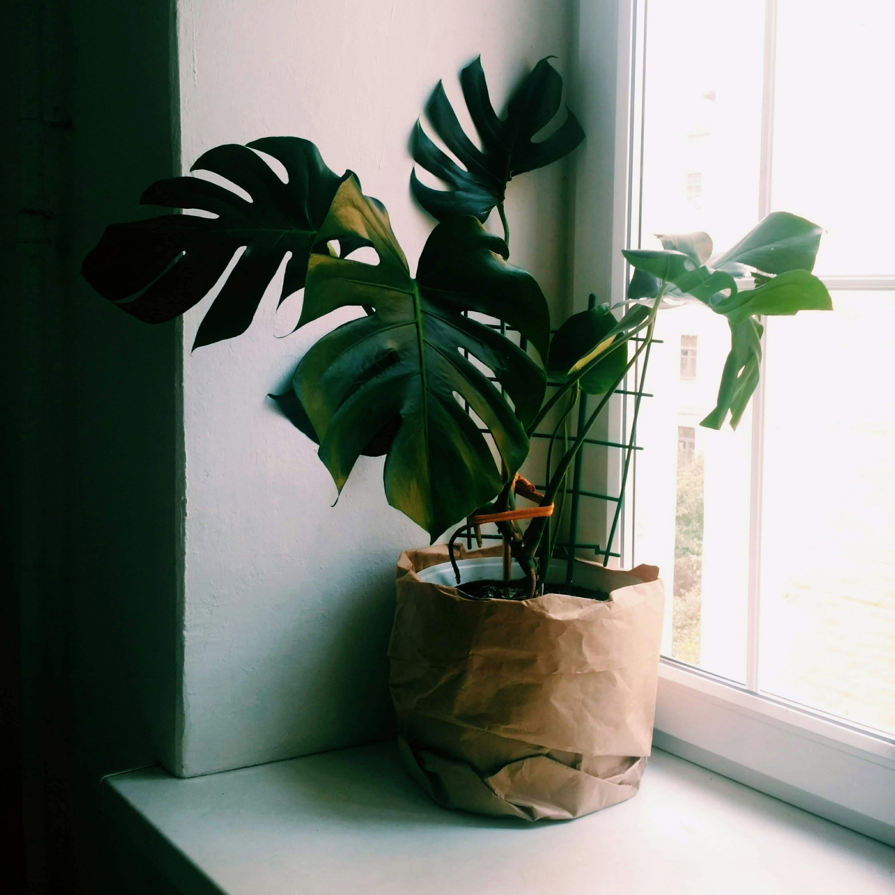 A Monstera plant on a ledge