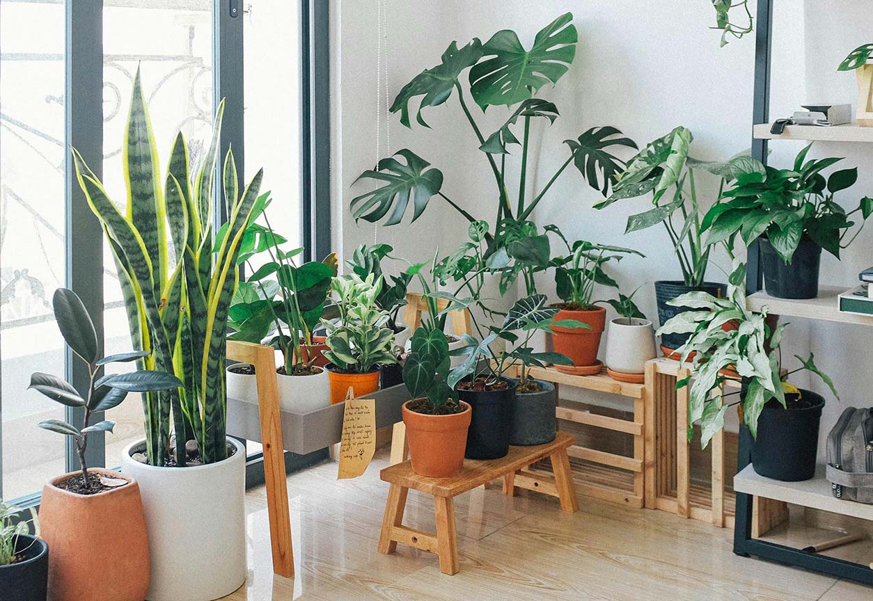 A variety of houseplants