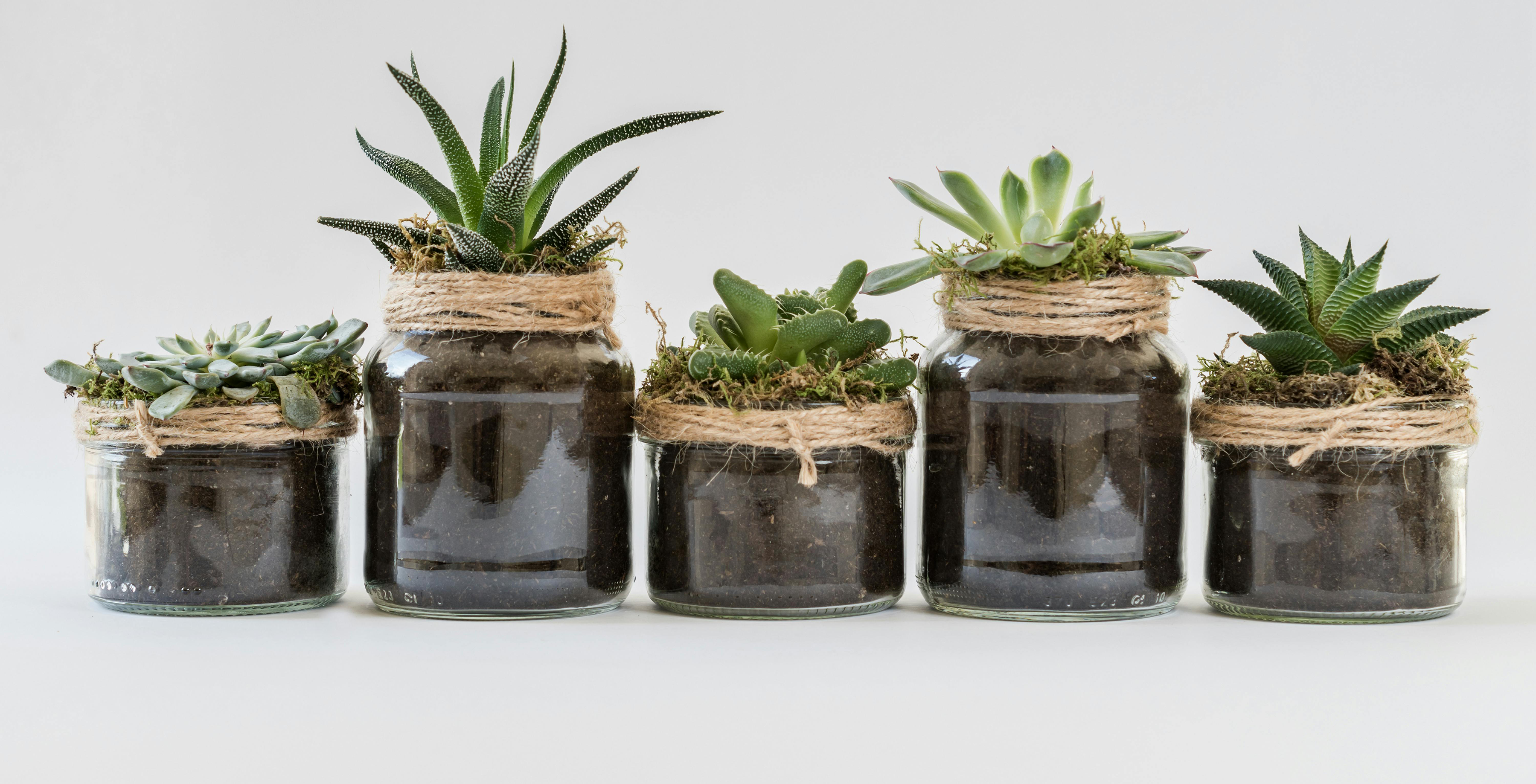 A variety of houseplants
